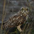 Hibou des marais en Vendée